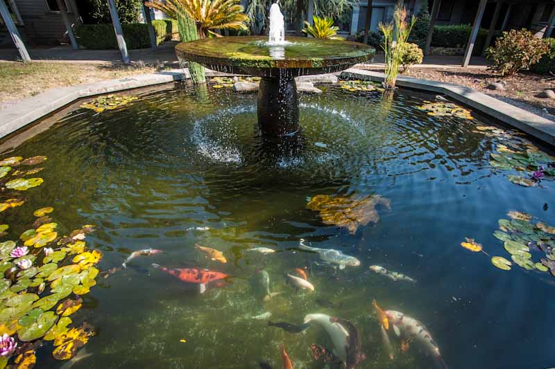 Koi Pond at the Abbey of Our Lady of New Clairvaux
