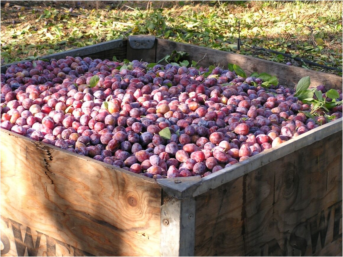 Freshly harvested plums from the Abbey property