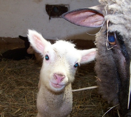 a little blue-eyed lamb with Mama Ewe