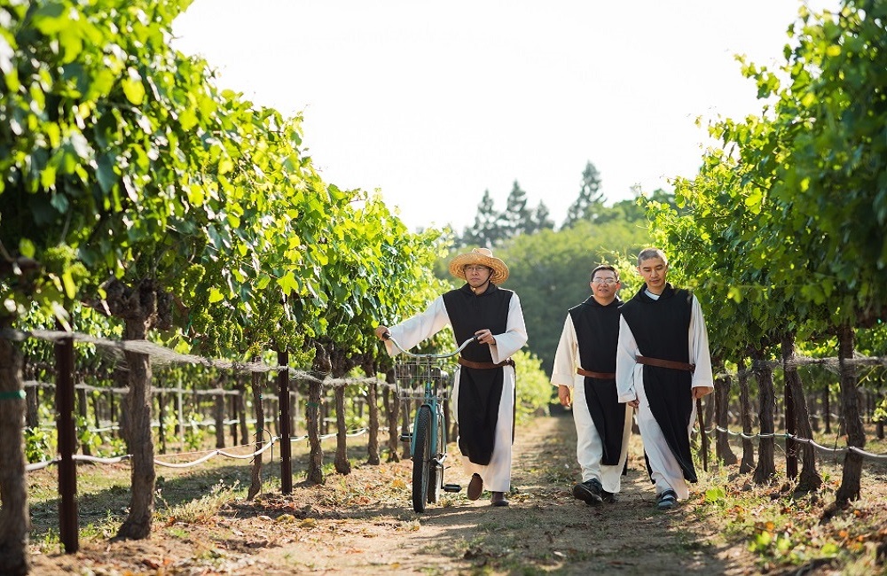 Three Trappist monks walk through the vineyard and New Clairvaux Abbey